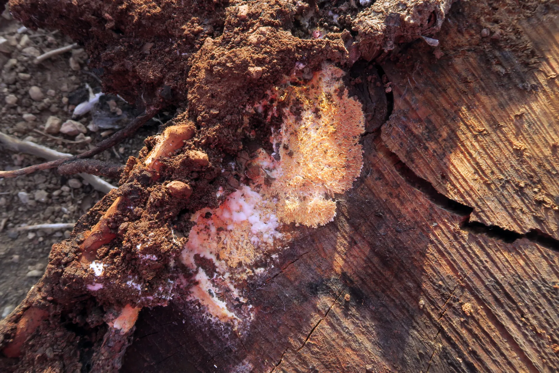 Trichaptum fuscoviolaceum - 1 - IMG_4271